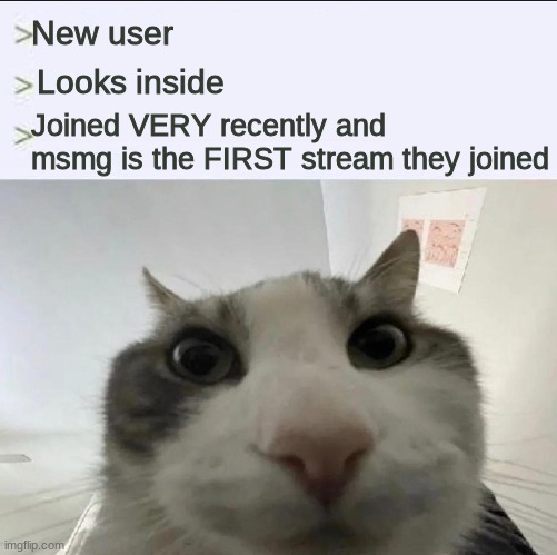 And they don't have enough points to post | New user; Looks inside; Joined VERY recently and msmg is the FIRST stream they joined | image tagged in cat looks inside | made w/ Imgflip meme maker
