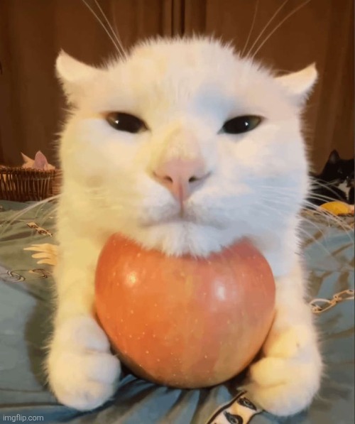 Apple Cat | image tagged in apple cat | made w/ Imgflip meme maker