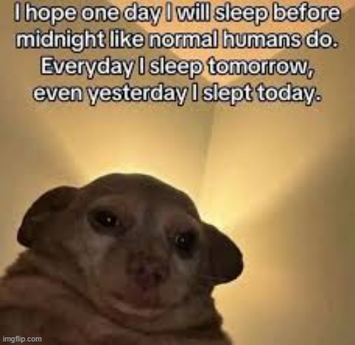 . | image tagged in sleep,dog | made w/ Imgflip meme maker