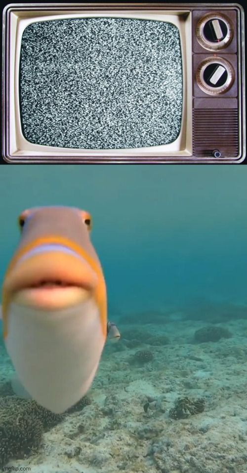 image tagged in static tv,staring fish | made w/ Imgflip meme maker