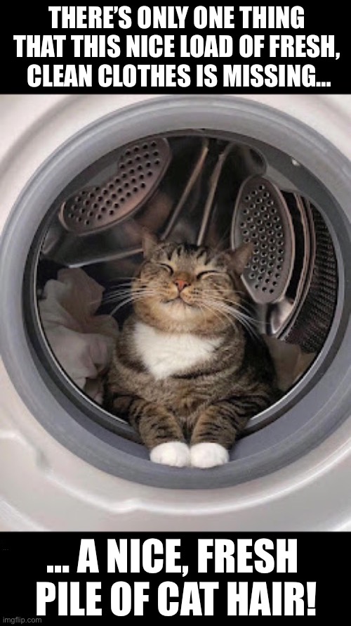 He’s more than happy to do it… | THERE’S ONLY ONE THING 
THAT THIS NICE LOAD OF FRESH, 
CLEAN CLOTHES IS MISSING…; … A NICE, FRESH 
PILE OF CAT HAIR! | image tagged in cats,dryer,clean clothes,the only thing missing,cat hair | made w/ Imgflip meme maker