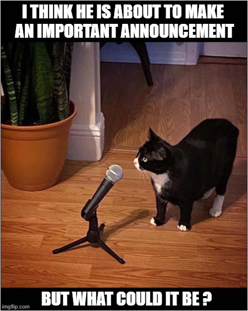 Your Attention Please ... | I THINK HE IS ABOUT TO MAKE 
AN IMPORTANT ANNOUNCEMENT; BUT WHAT COULD IT BE ? | image tagged in cats,announcement | made w/ Imgflip meme maker