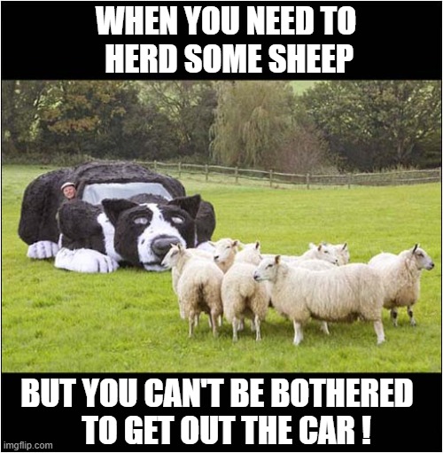 A 'Drive-By' Shepherd | WHEN YOU NEED TO
 HERD SOME SHEEP; BUT YOU CAN'T BE BOTHERED
   TO GET OUT THE CAR ! | image tagged in dogs,sheep dog,disguise | made w/ Imgflip meme maker