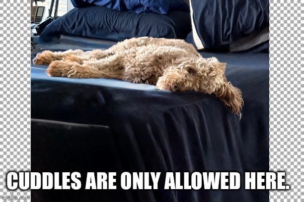 Free | CUDDLES ARE ONLY ALLOWED HERE. | image tagged in free | made w/ Imgflip meme maker