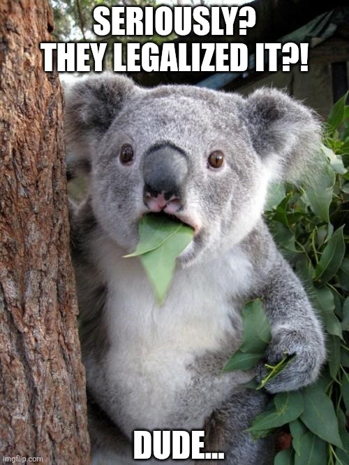 Eucalyptus Legalyptus | SERIOUSLY? THEY LEGALIZED IT?! DUDE... | image tagged in surprised koala,cocomelon,smoke weed everyday,scp euclid label template foundation tale's | made w/ Imgflip meme maker