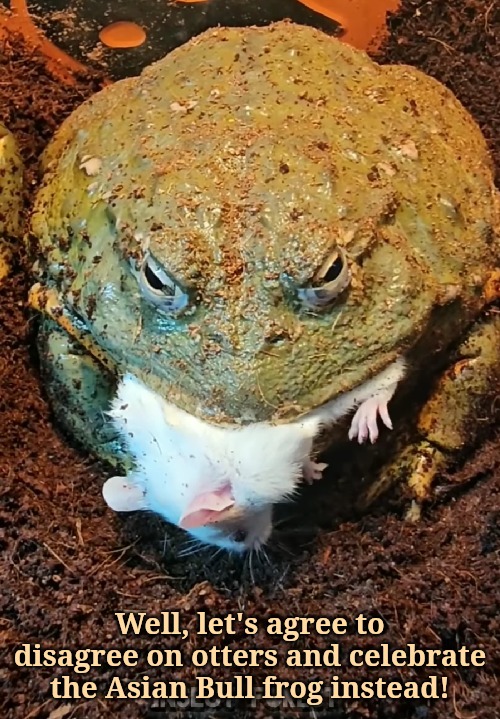 Well, let's agree to disagree on otters and celebrate the Asian Bull frog instead! | made w/ Imgflip meme maker