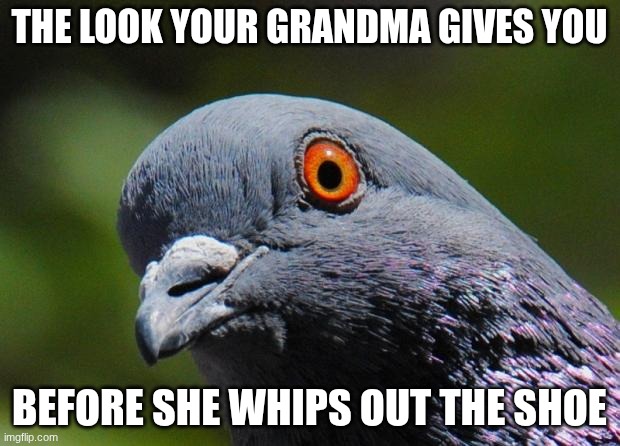 Like sorry I forgot to wash the dishes cuh | THE LOOK YOUR GRANDMA GIVES YOU; BEFORE SHE WHIPS OUT THE SHOE | image tagged in pigeon,grandma,funny memes | made w/ Imgflip meme maker