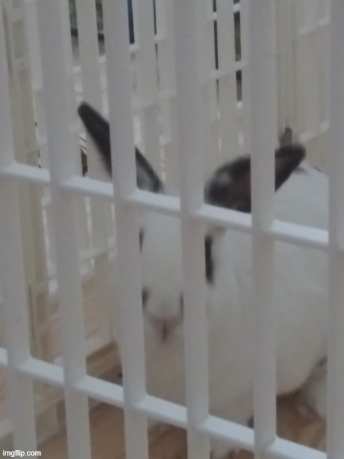 Peaches the rabbit | image tagged in peaches the rabbit | made w/ Imgflip meme maker