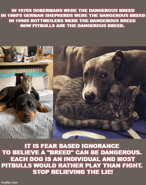 myth of the pitbull | IN 1970S DOBERMANS WERE THE DANGEROUS BREED



IN 1980'S GERMAN SHEPHERDS WERE THE DANGEROUS BREED

IN 1990S ROTTWEILERS WERE THE DANGEROUS BREED 

NOW PITBULLS ARE THE DANGEROUS BREED. IT IS FEAR BASED IGNORANCE 
TO BELIEVE A "BREED" CAN BE DANGEROUS. 

EACH DOG IS AN INDIVIDUAL AND MOST PITBULLS WOULD RATHER PLAY THAN FIGHT. 
STOP BELIEVING THE LIE! | made w/ Imgflip meme maker