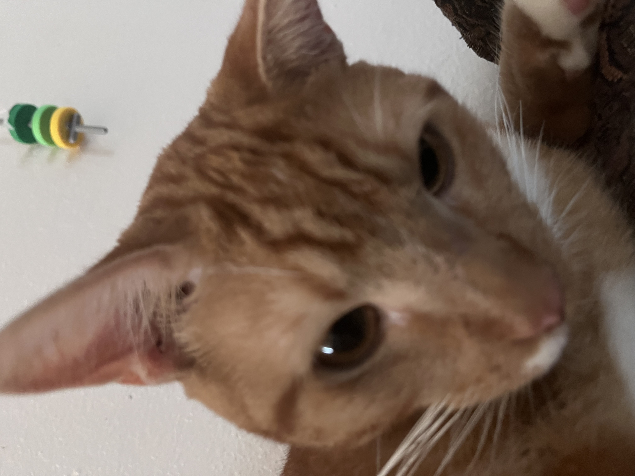 To u there Blank Meme Template