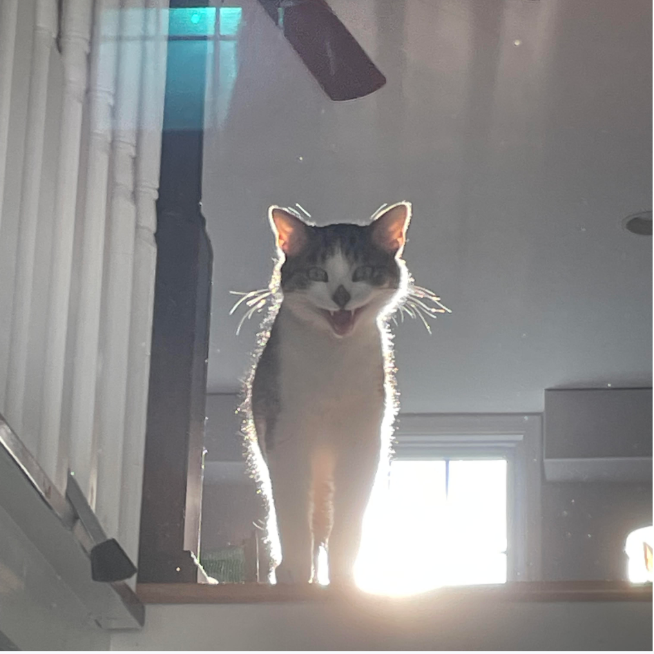 Cat Vampire Blank Meme Template