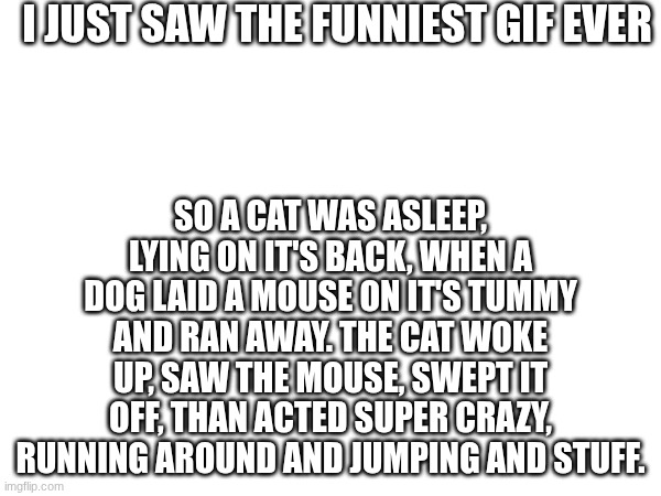 funny cat thing of the day that I must fill you in on | I JUST SAW THE FUNNIEST GIF EVER; SO A CAT WAS ASLEEP, LYING ON IT'S BACK, WHEN A DOG LAID A MOUSE ON IT'S TUMMY AND RAN AWAY. THE CAT WOKE UP, SAW THE MOUSE, SWEPT IT OFF, THAN ACTED SUPER CRAZY, RUNNING AROUND AND JUMPING AND STUFF. | image tagged in hilarious | made w/ Imgflip meme maker