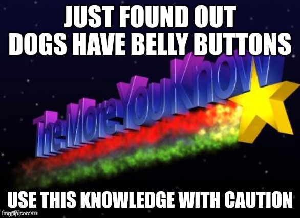 the more you know | JUST FOUND OUT DOGS HAVE BELLY BUTTONS; USE THIS KNOWLEDGE WITH CAUTION | image tagged in the more you know | made w/ Imgflip meme maker