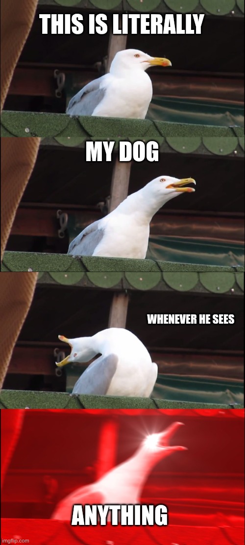 yes | THIS IS LITERALLY; MY DOG; WHENEVER HE SEES; ANYTHING | image tagged in memes,inhaling seagull,dogs | made w/ Imgflip meme maker