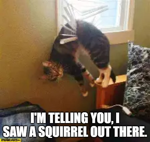 Cat swears that she saw a squirrel outside.   --  funny  -- | I'M TELLING YOU, I SAW A SQUIRREL OUT THERE. | made w/ Imgflip meme maker