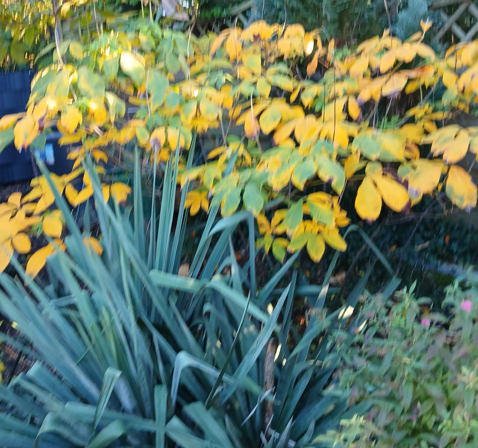 Simple Blank Meme Template