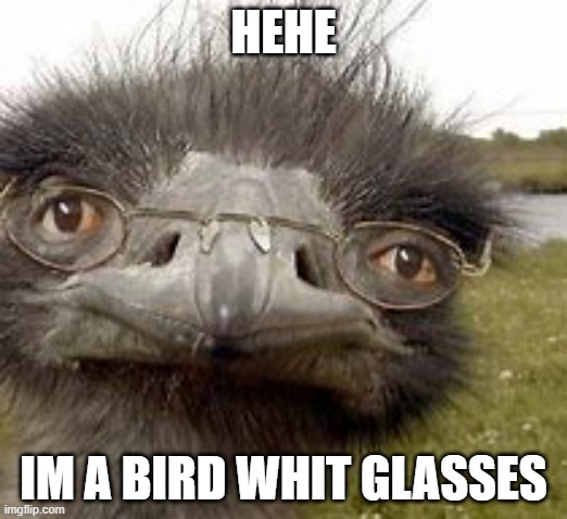 2772gwsjua | HEHE; IM A BIRD WHIT GLASSES | image tagged in 2772gwsjua | made w/ Imgflip meme maker