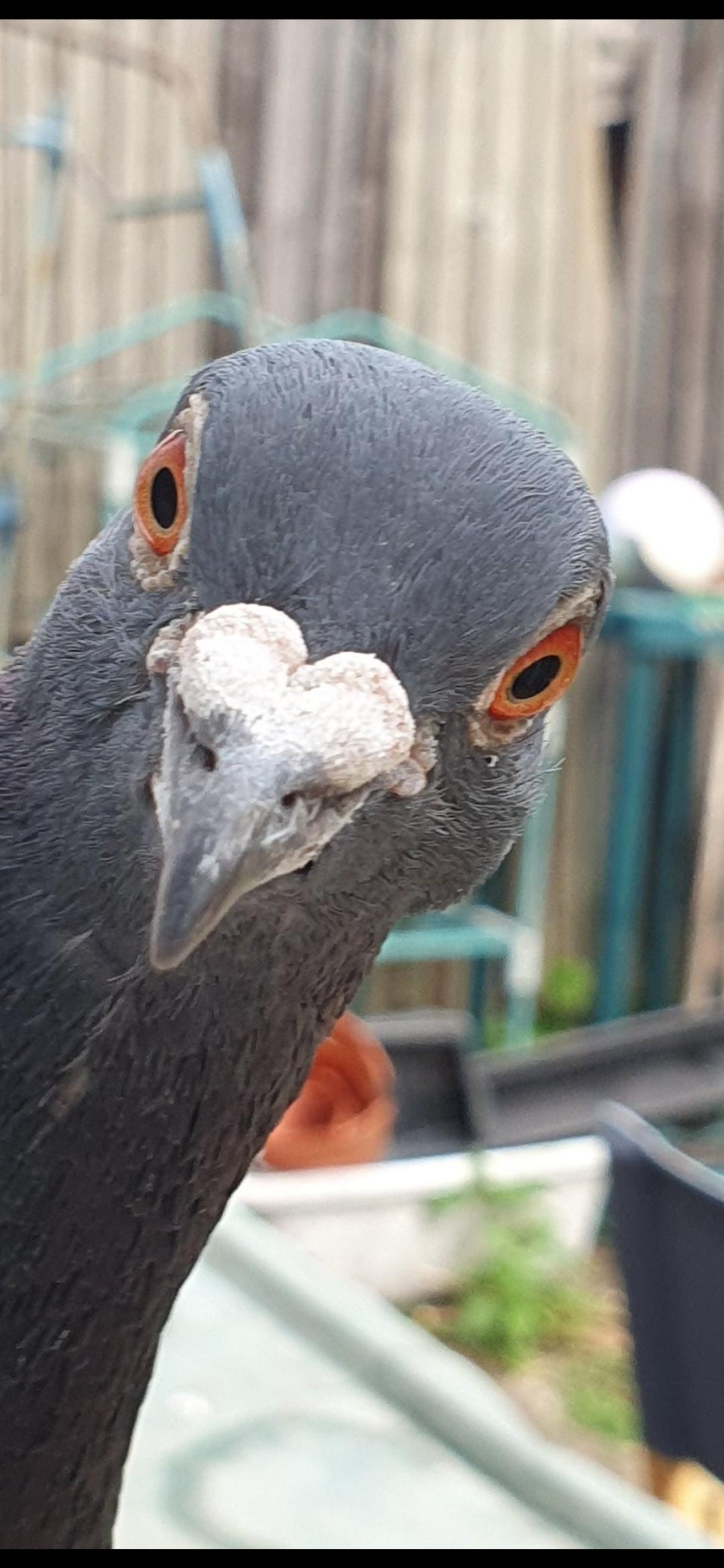 GUESTLIST PIGEON Blank Meme Template