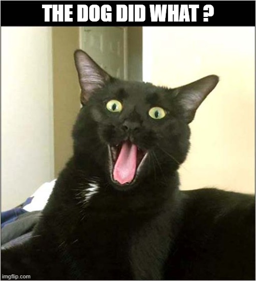 What Could Have Happened ? | THE DOG DID WHAT ? | image tagged in cats,surprise,dog | made w/ Imgflip meme maker