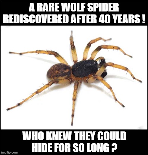 Impressive Concealment Skills ! | A RARE WOLF SPIDER REDISCOVERED AFTER 40 YEARS ! WHO KNEW THEY COULD
 HIDE FOR SO LONG ? | image tagged in spiders,hiding | made w/ Imgflip meme maker