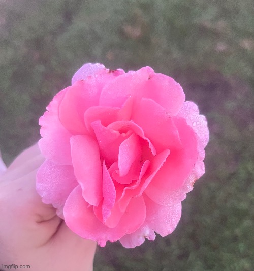 lowkey might pick a rose every morning | made w/ Imgflip meme maker