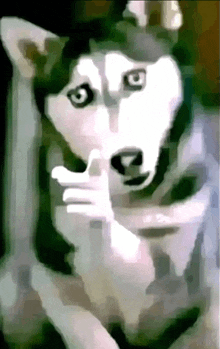 dog poıntıng Blank Meme Template