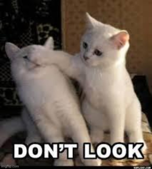 Don't Look the Memes are too Dank | image tagged in don't look the memes are too dank | made w/ Imgflip meme maker