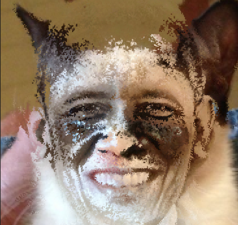 High Quality Cat obama Blank Meme Template