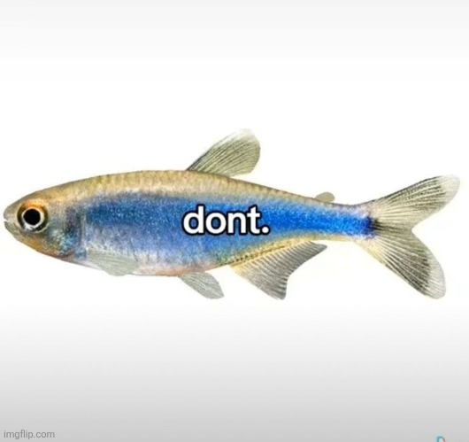 Don't reveal my secrets gng | image tagged in dont fish | made w/ Imgflip meme maker