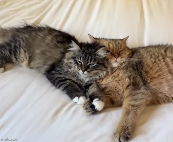 cat | made w/ Imgflip meme maker