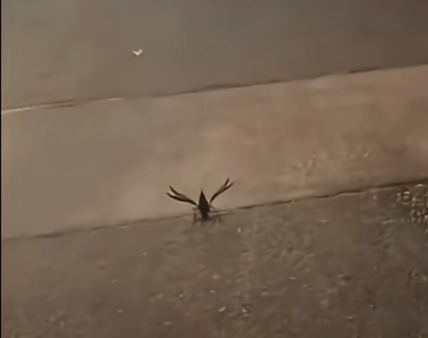 crawfish with arms out Blank Meme Template