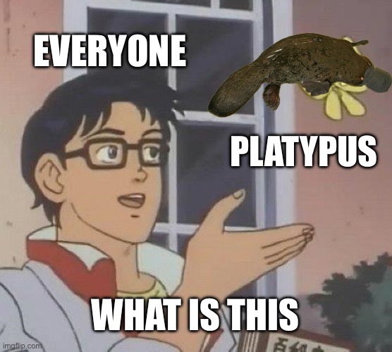 Is This A Pigeon Meme | EVERYONE; PLATYPUS; WHAT IS THIS | image tagged in memes,is this a pigeon | made w/ Imgflip meme maker