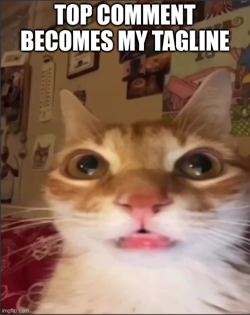 orange cat stare | TOP COMMENT BECOMES MY TAGLINE | image tagged in orange cat stare | made w/ Imgflip meme maker