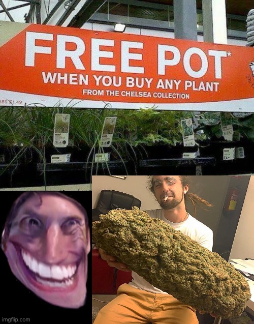 Free Pot? | image tagged in weed,stoner,free,troll face,high af,funny memes | made w/ Imgflip meme maker