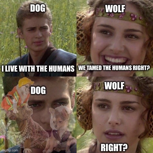 Riiiight | DOG; WOLF; WE TAMED THE HUMANS RIGHT? I LIVE WITH THE HUMANS; WOLF; DOG; RIGHT? | image tagged in for the better right blank | made w/ Imgflip meme maker