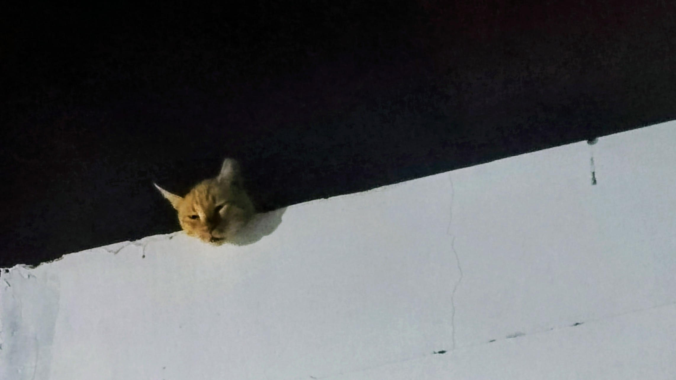 Ceiling cat's day off Blank Meme Template