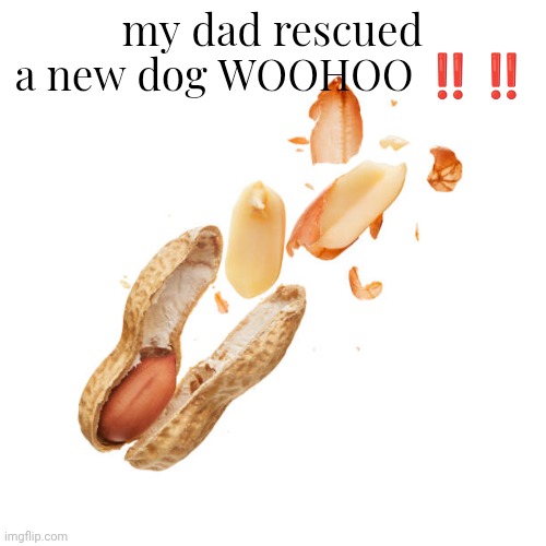 found in a weird basement, she seems happy to be in this home | my dad rescued a new dog WOOHOO ‼️‼️ | image tagged in nnn | made w/ Imgflip meme maker