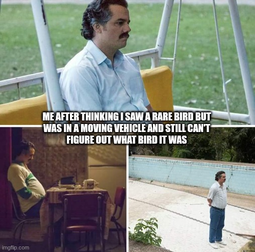Sad Pablo Escobar | ME AFTER THINKING I SAW A RARE BIRD BUT
WAS IN A MOVING VEHICLE AND STILL CAN'T
FIGURE OUT WHAT BIRD IT WAS | image tagged in sad pablo escobar,guys look a birdie,birds,bird,bird watching,birding | made w/ Imgflip meme maker