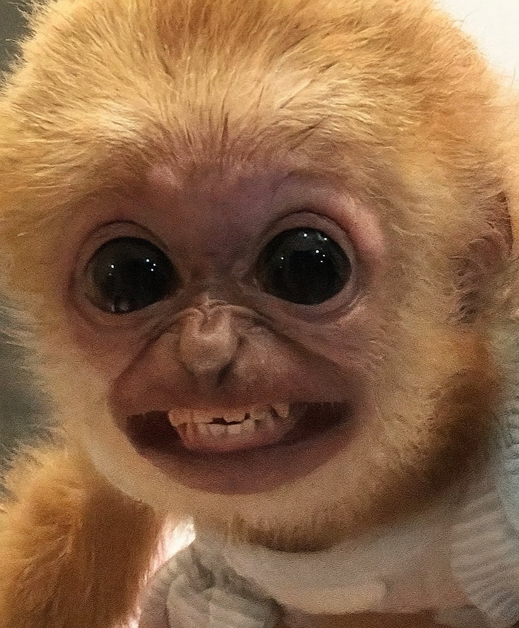 Awkward Monkey Smile Blank Meme Template