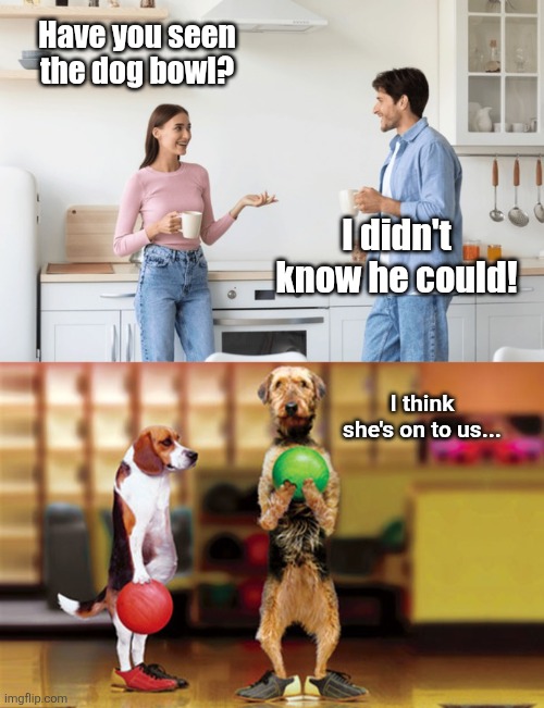 Dog bowls | Have you seen the dog bowl? I didn't know he could! I think she's on to us... | image tagged in dog,bowl,dogs,bowling,eyeroll | made w/ Imgflip meme maker