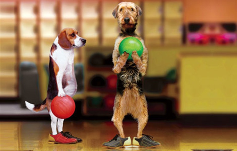 Dogs bowling Blank Meme Template