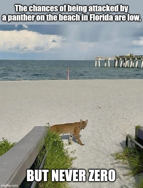 Beach Panther | The chances of being attacked by a panther on the beach in Florida are low, BUT NEVER ZERO | image tagged in florida,panther,beach,cat | made w/ Imgflip meme maker