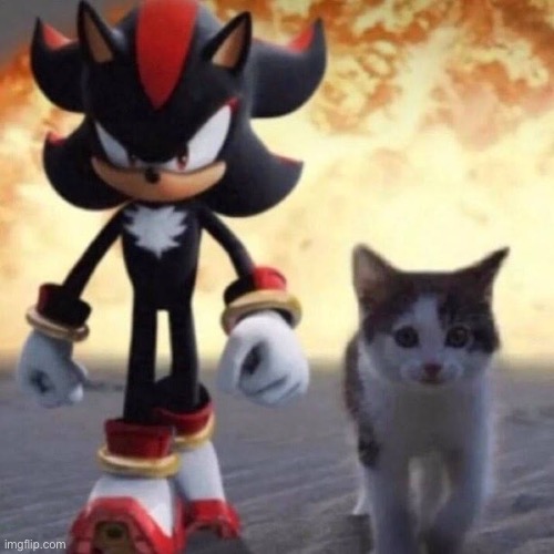 Shadow the Hedgehog ft. cat | image tagged in shadow the hedgehog ft cat | made w/ Imgflip meme maker