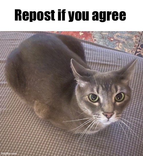 Repost if you agree | made w/ Imgflip meme maker