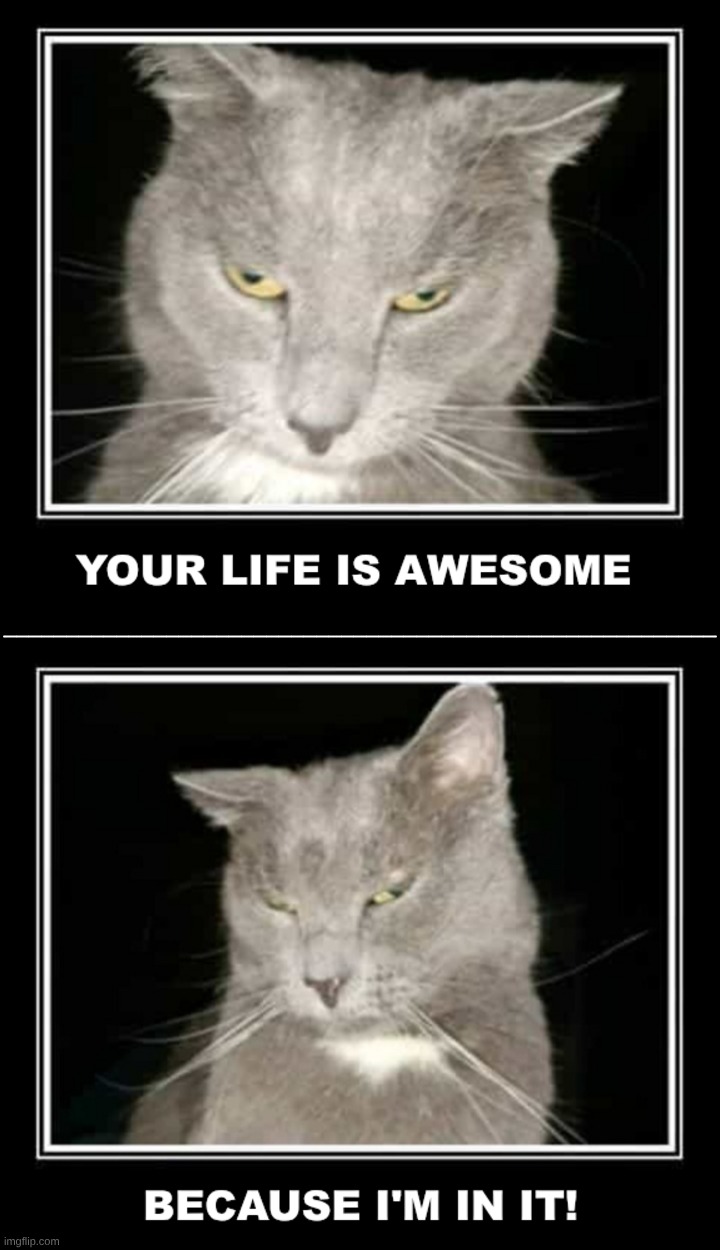 Your Life is AwesomeBecause I'm in it! | _________________________________________________________ | image tagged in cool cat,i love cats,kitty,cat meme,what if i told you | made w/ Imgflip meme maker