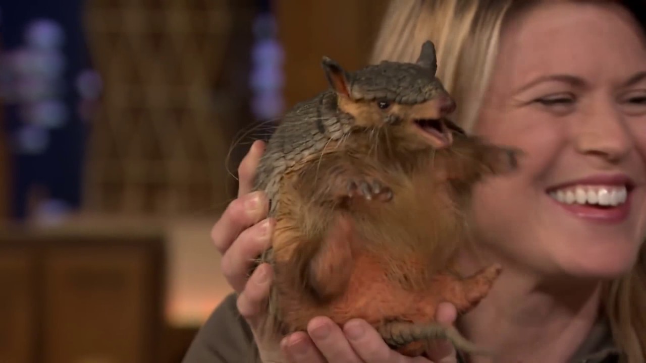 Angry Armadillo Blank Meme Template