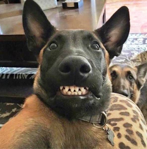smile malinois shepherd dog Blank Meme Template