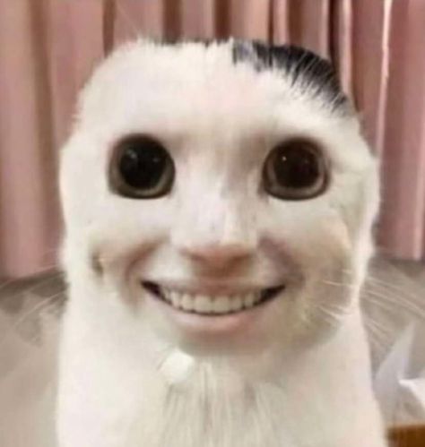 Vacation denied Blank Meme Template