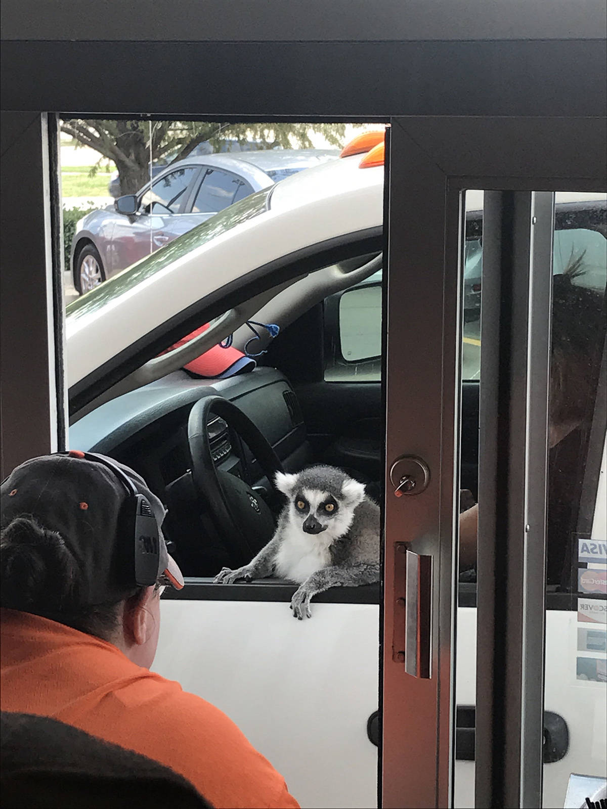 lemur drive through Blank Meme Template