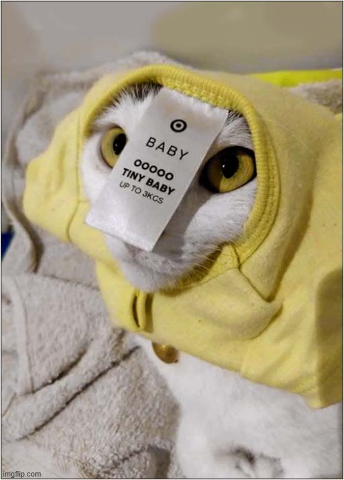 A Perfectly Worded Label ? | image tagged in cats,clothes,label | made w/ Imgflip meme maker